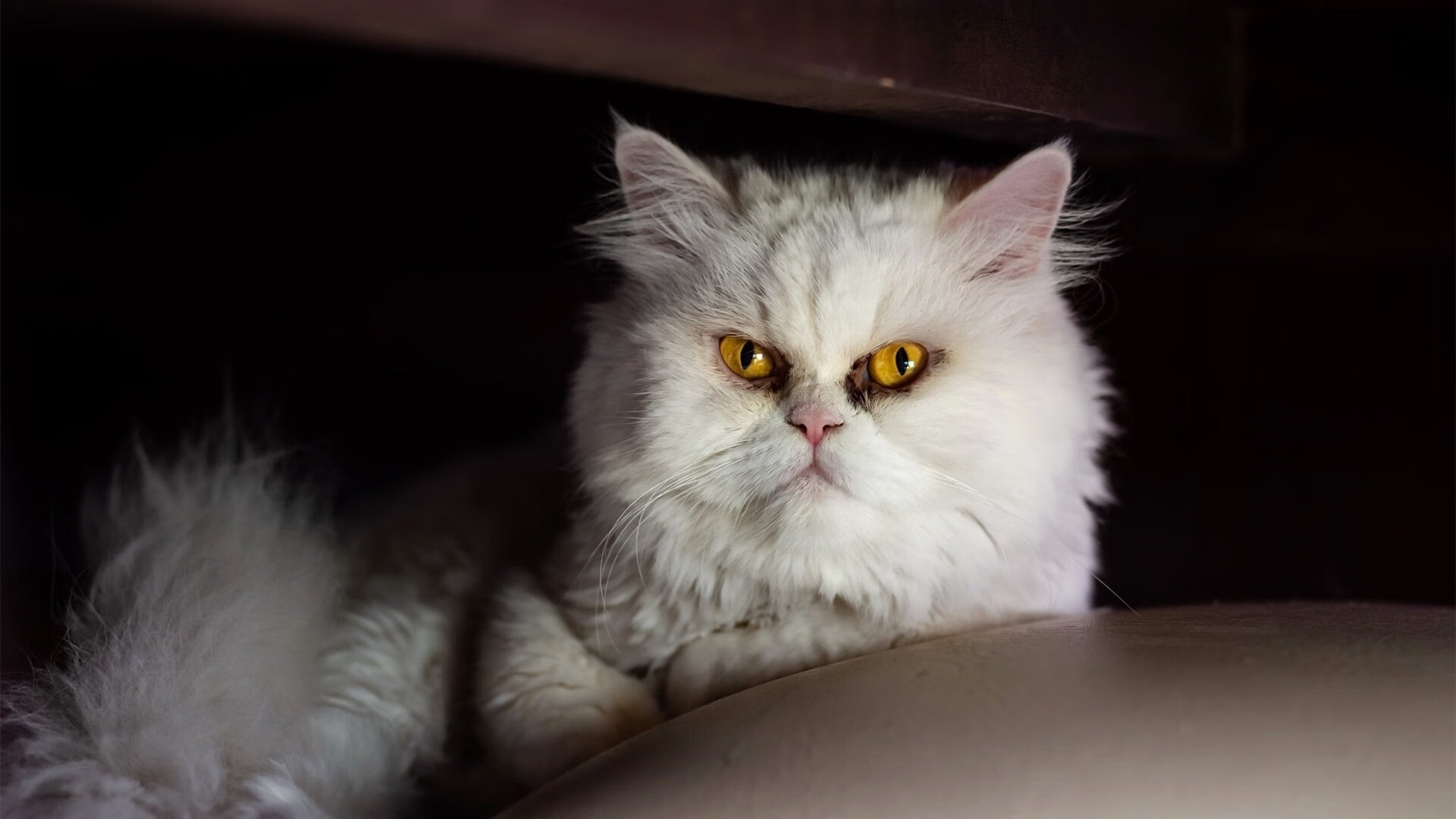 2025轻艇马拉松打造水上新地标,世界陆上赛艇马拉松