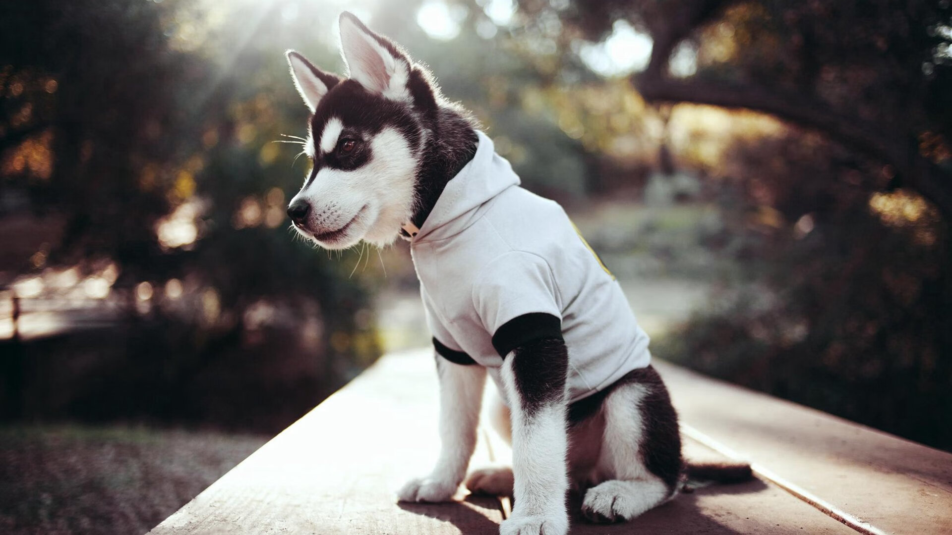 体育新闻中心上线智能体育赛事数据可视化平台,体育新闻首页