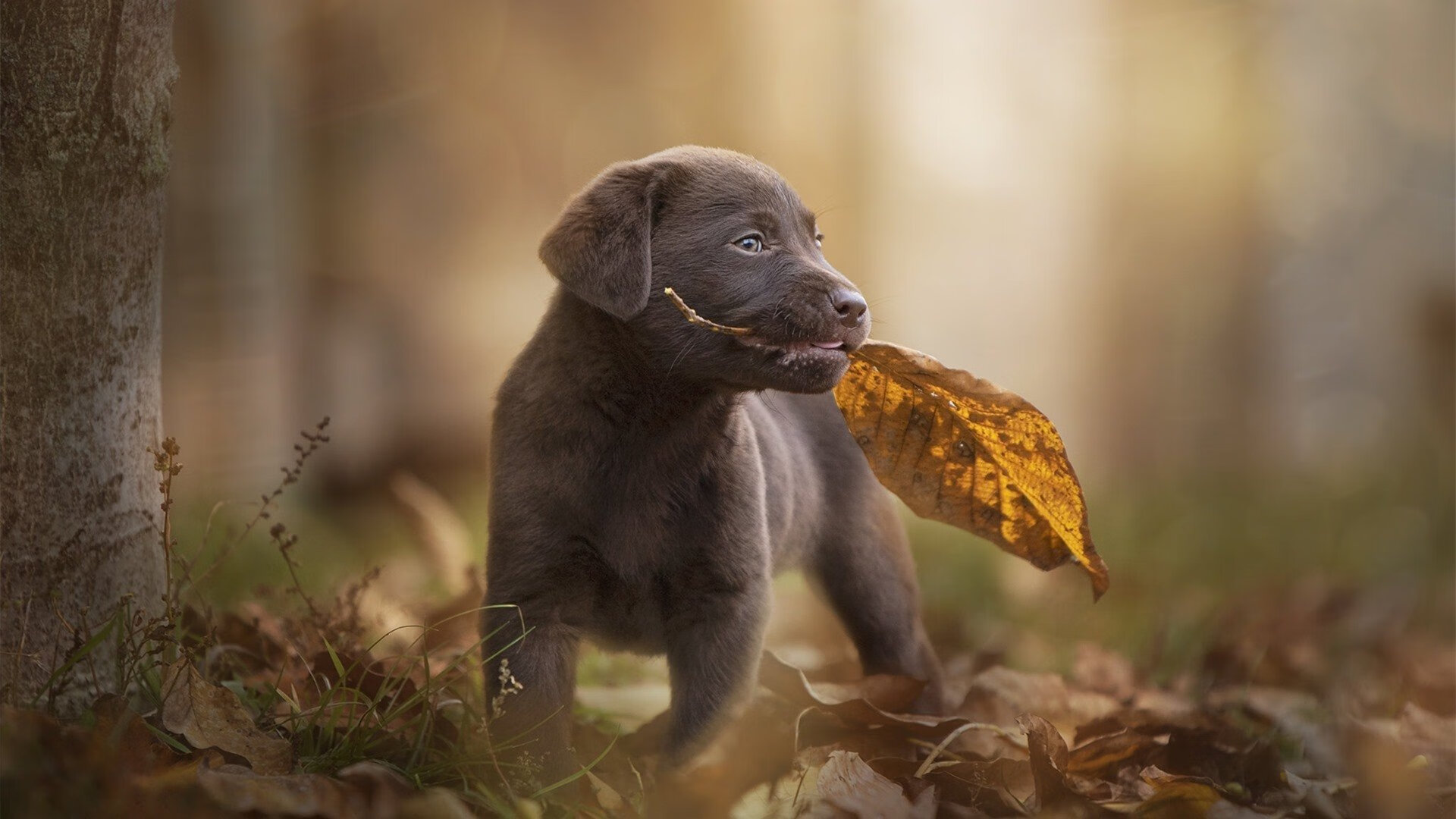 乐鱼app-体育明星纪录片专栏登陆主流视频平台，播放体育明星