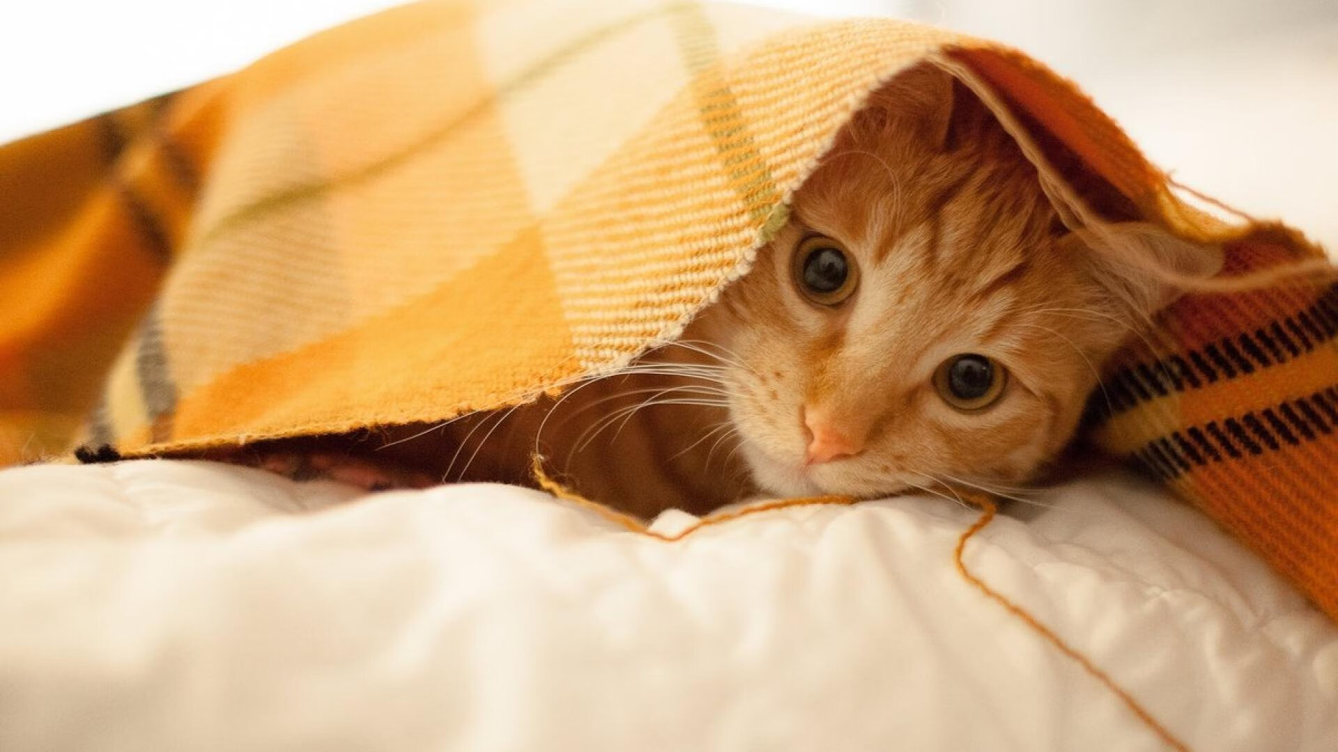 数据显示:日本蛙泳选手起跳更稳,日本蛙泳奥运冠军