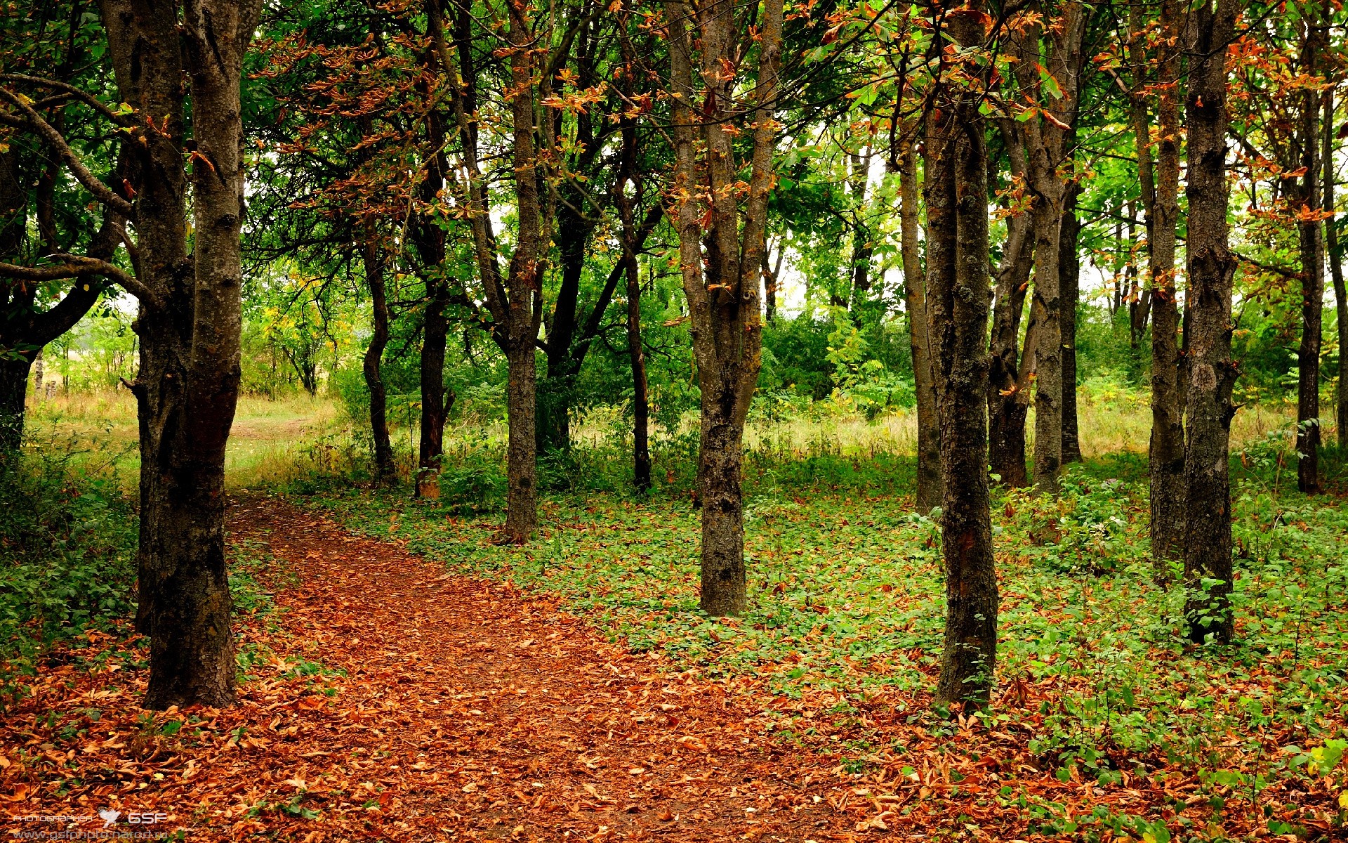 本土球员技术成长缺乏个性培养,本土球员技术成长缺乏个性培养的原因