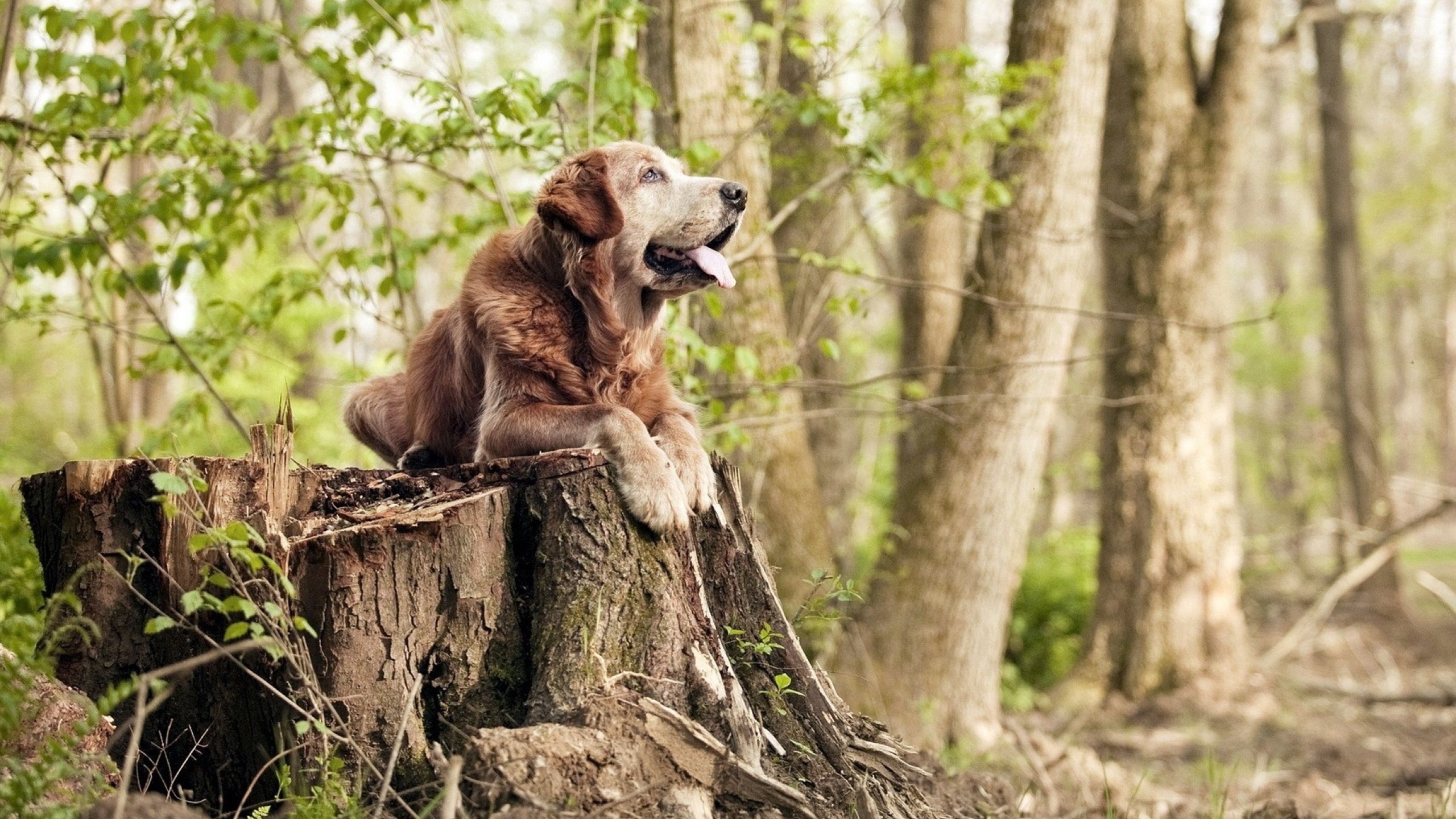 法兰克福后场稳固保障前场推进自由，法兰克福青训