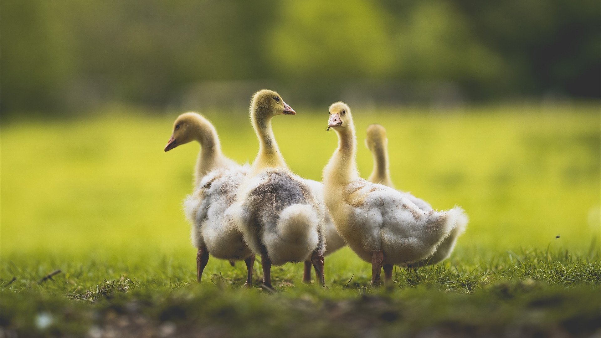 乐鱼体育官网下载-“南非羚羊队萨尔·巴赫闪耀赛场，带领球队迎接挑战”