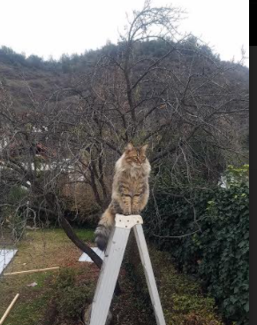 乐鱼体育官网登录-中国足球联赛规范俱乐部社交平台运营行为，足球俱乐部管理app