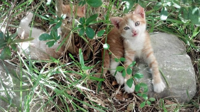 乐鱼体育网址入口-主赛场启用新地板材质，运动表现与安全兼顾，场地赛用什么车