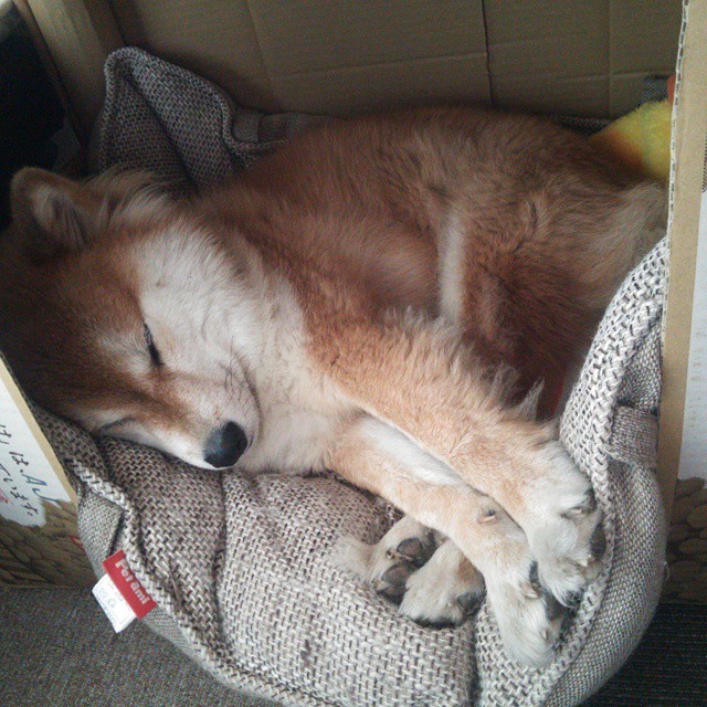 乐鱼官网优惠-伊朗男篮在亚洲预赛中奋勇争先，迈向奥运奖牌阵地，伊朗男篮亚洲杯预选赛