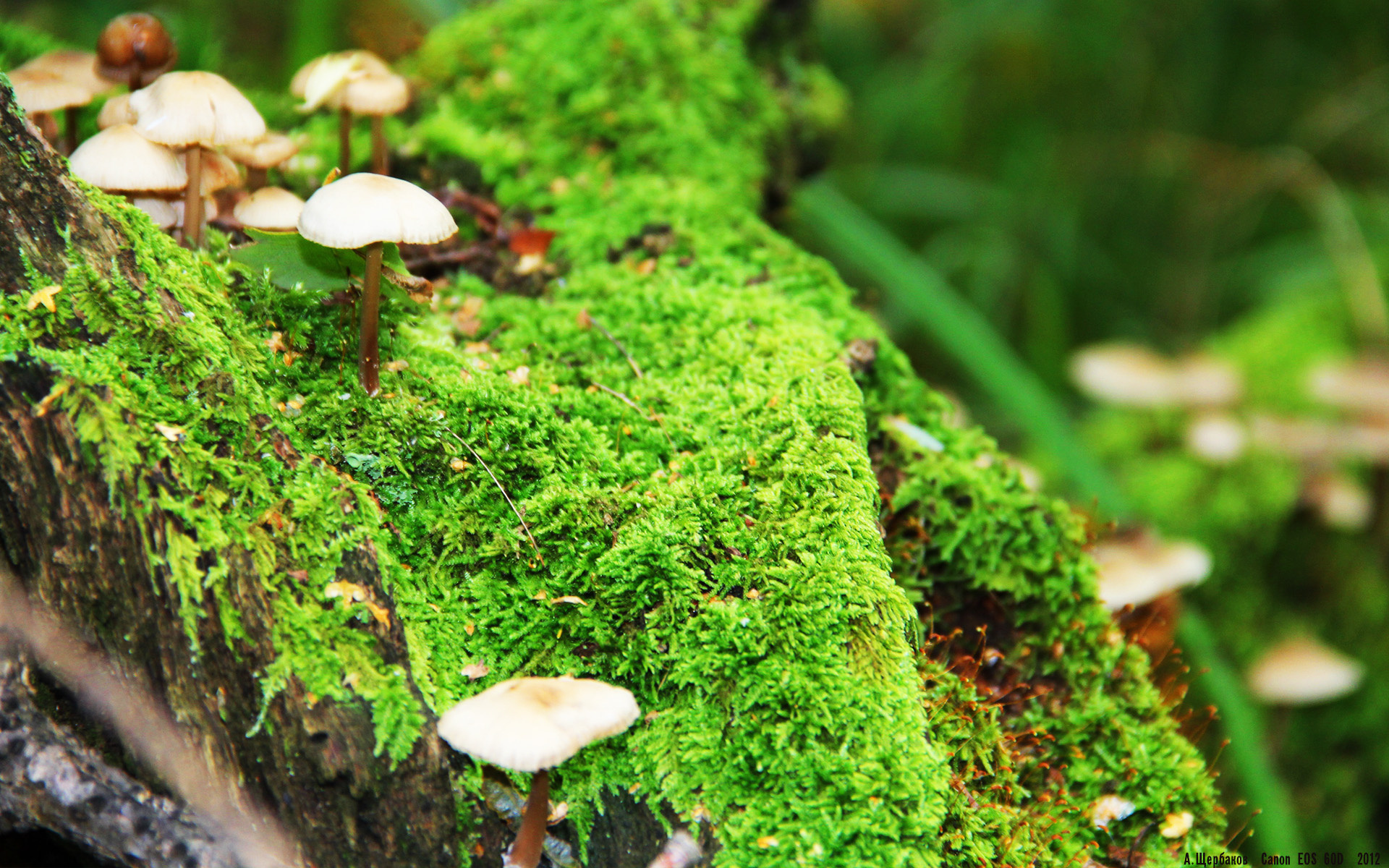 女子排球联赛激烈角逐,女子排球比赛结果