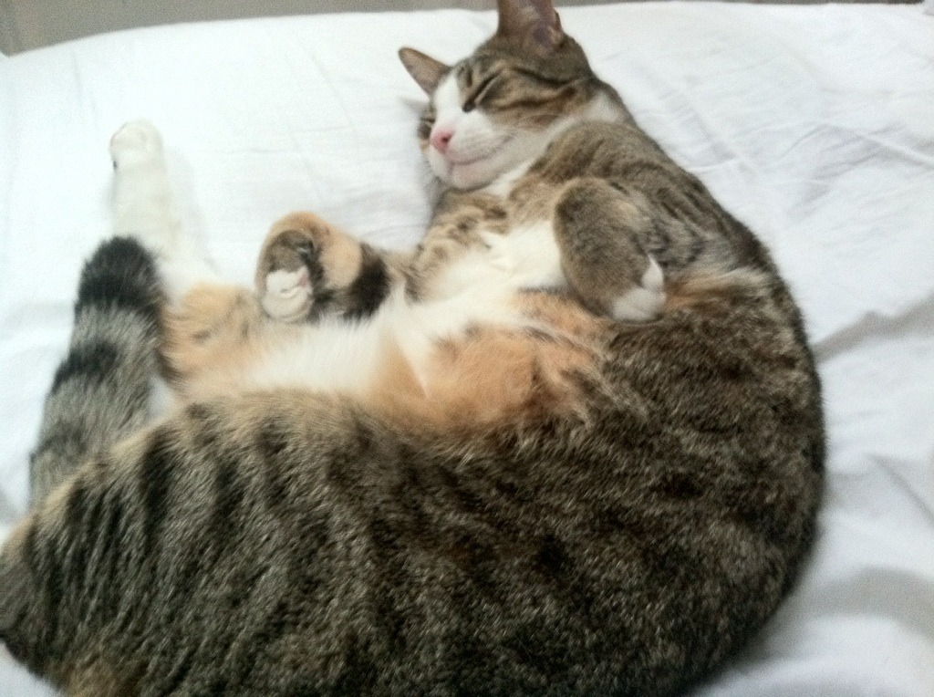 尤文图斯引援强势，中场实力大幅增强