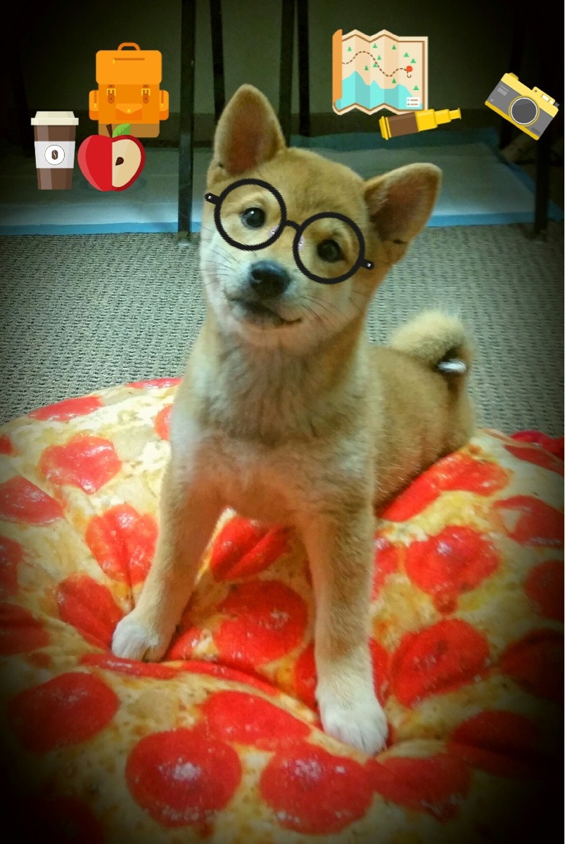 弗朗索瓦·霍尔茨豪伊泽:南非队后场不容忽视的领导者,精准指挥进攻