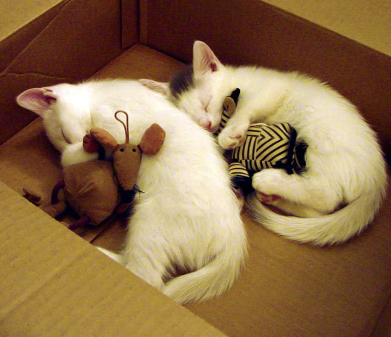 斯洛伐克女篮在欧洲预赛中表现优异，迈向奥运舞台，斯洛伐克欧洲杯预选赛比分