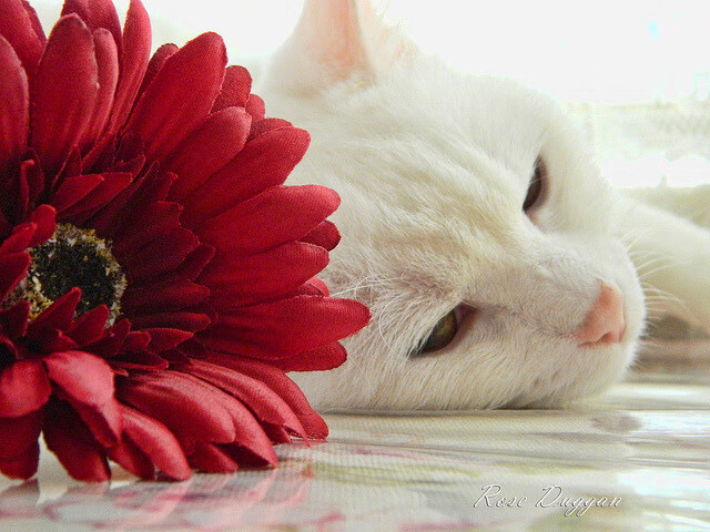 乐鱼体育平台-格林伍德的高效防守反击，成为袋鼠队快速反攻的关键，格林伍德什么水平