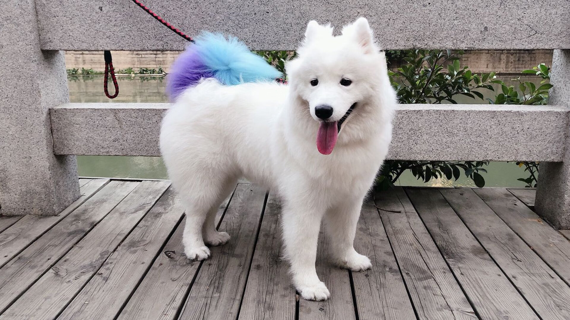 波兰仰泳选手状态逐渐回暖，波兰45米深泳池