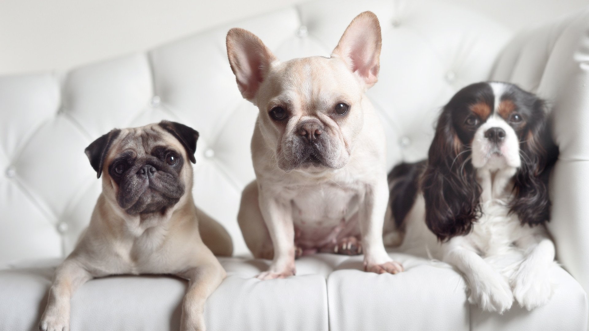 职业联赛推动球员多技能培养增强比赛适应力，业余球员如何提高足球水平