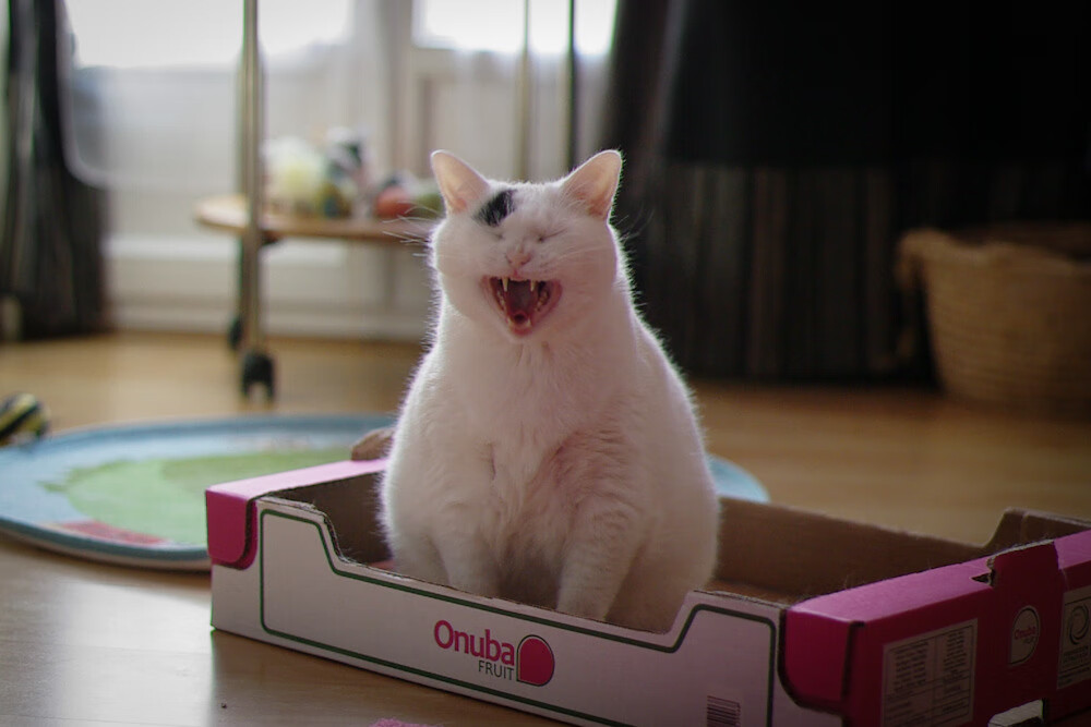 著名球星发起篮球梦想基金会支持青少年走上职业道路,梦想篮球巨星之炼成